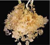 Často se probouzí i spící pupeny na vzdálených kořenech a rostlina produkuje kořenové výmladky. Ne mnoho, ale běžně 3 až 4 m od matečné rostliny. Tento druh jilmu je zcela nenáročný.