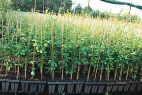 Alternativou je využití technologie pěstování obalovaných odrostků ve velkoobjemových sadbovačích na vzduchovém polštáři.