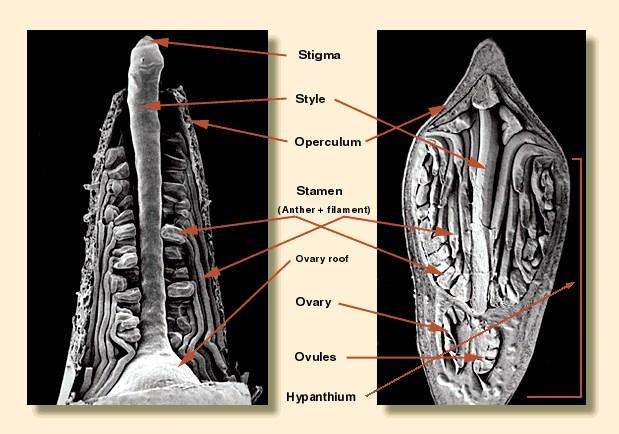 Obrázek 2 - Anatomie pupenu (8) Oblasti meristematických částí pupenů (dělivých pletiv) se skládají z nediferencovaných buněk s malými a hustými vakuolami s tenkými stěnami a nefunkčními plastidy, ve