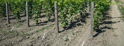 zachování původní chuti) živá viniční trať základní předpoklad přirozeného vinohradnictví (pravého A.O.C.