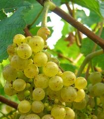 Enologické údaje 2009-2011* Enologický potenciál: Víno je dobré kvality, harmonické, s aroma zelených jablek odrůdy Renet přecházející do jablečného závinu se skořicí s
