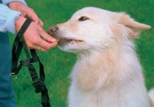 Nabízíme vám několik tipů, jak psa hravou formou na ohlávku navyknout: Ukažte vašemu psovi ohlávku a dovolte mu, ať si ji očichá a zjistí, že se jí nemusí bát.