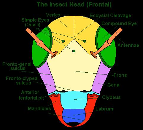 Hexapoda (hmyz s.l.) šestinožci Šestičlánková HLAVA s výběžky čl. I: --- čl. II: antény (tykadla), chybí u drobnušek čl. III: --- čl. IV: mandibuly (kusadla) čl.