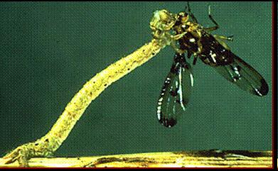 larvy s kousacími úú a 2-8 páry panožek