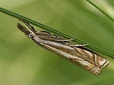 noční druhy - larvy spřádají listy, nebo synantropně v domácnostech na potravinách (Ephestia, Pyralis);