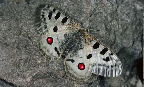 Papilionidae,