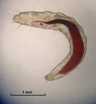 (Neoptera) (Endopterygota) ř.