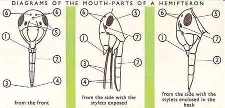Vnější morfologie ústní