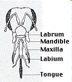 labia tvoří jazyk, vnější části