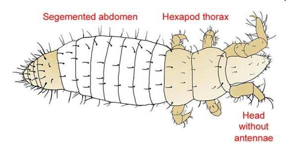 Hexapoda (hmyz s.l.) šestinožci Tříčlánková HRUĎ čl. I: prothorax čl. II: mesothorax čl.