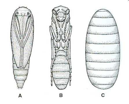 A: pupa obteca končetiny sfůzované s tělem (většina Lepidoptera, část Coleoptera, primitivní Diptera) B: pupa exarata Končetiny nefůzují s tělem (Neuroptera, Trichoptera,