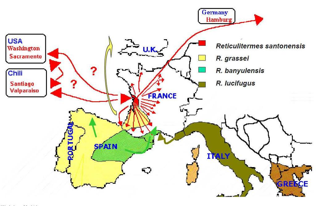 Termiti Isoptera Termiti v Evropě