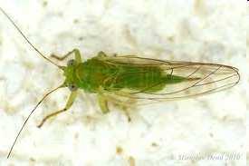 ř. Hemiptera Sternorrhyncha mery, molice, mšice, červci 16 000 sp.
