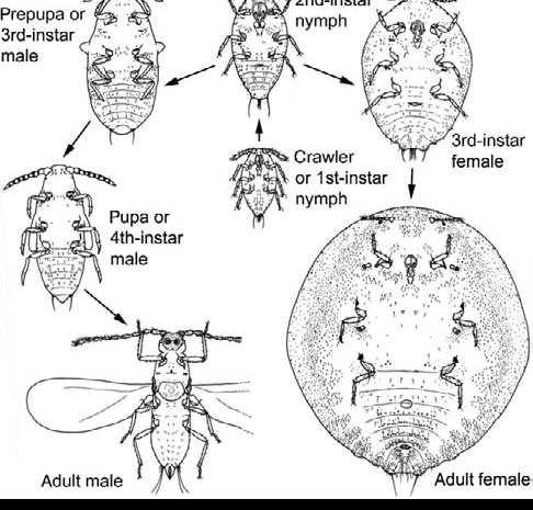 ř. Hemiptera: Sternorrhyncha: Coccoiddea červci Globálně ca 7500 spp.
