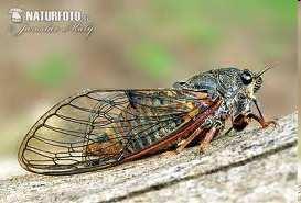 ř. Hemiptera: Auchenorrhyncha - křísi Křídla- střechovitě složená,