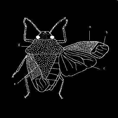 ř. Hemiptera: Heteroptera - ploštice