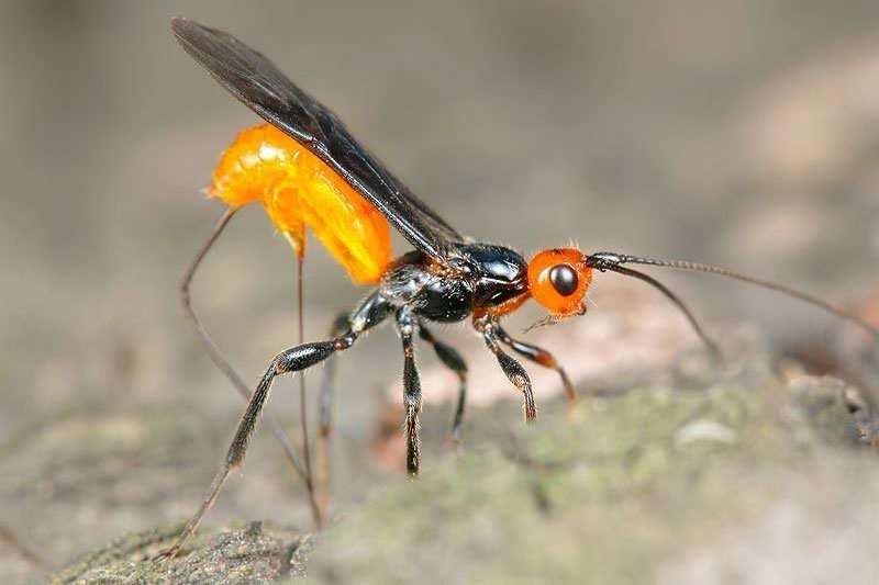 Hymenoptera Parasitica) Rhyssa
