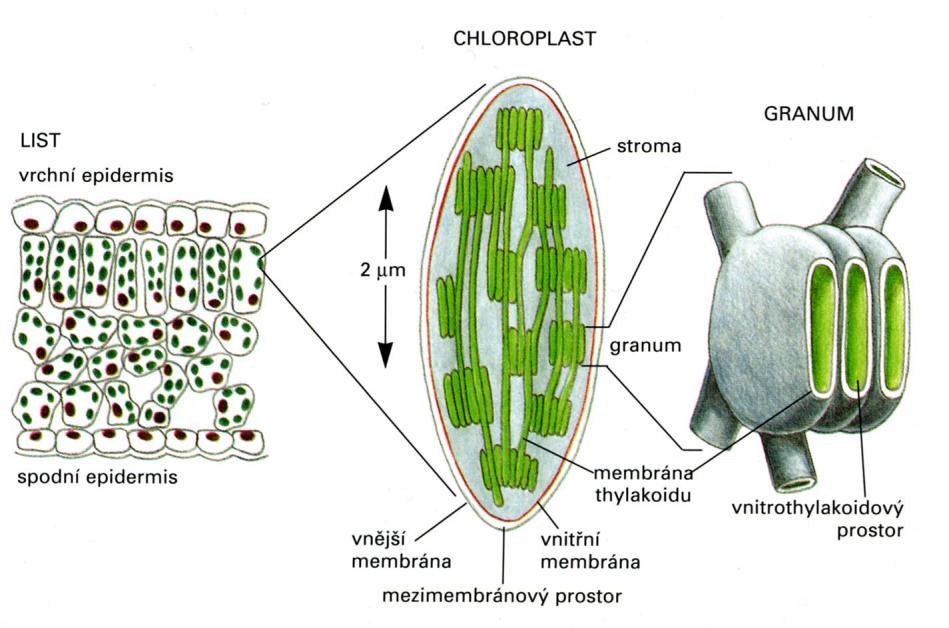 stromatem a nazývají se stromální thylakoidy nebo lamely. Chloroplasty obvykle obsahují 10 aţ 100 gran.
