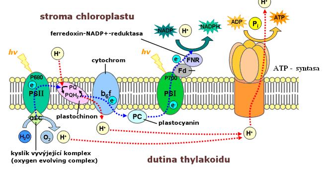 Fotosystém II (PSII) obsahuje molekuly chlorofylu a i b. Absorpční maximum PSII je asi 680 nm. Molekula chlorofylu reakčního centra (označovaná P680) má ve tmě redoxpotenciál E = 0,82 V.