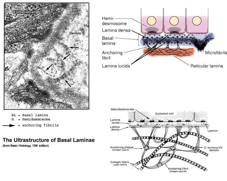 Bazální membrána lamina basalis lamina lucida, lamina densa /derivát