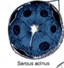 Serózní žláza sekreční oddíly - tvar váčků /alveoly či