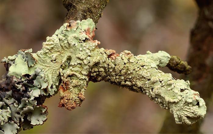 In recent years, Flavoparmelia soredians has been spreading in response to the global climatic change from Atlantic and Mediterranean Europe to more continental regions. Photo by F. Bouda Obr. 13.