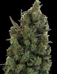 Feminizovaná semena samonakvétacích odrůd Feminizovaná semena samonakvétacích odrůd Vítěz Cannabis Cupu 2011 Liberty Haze 60% Sativa.