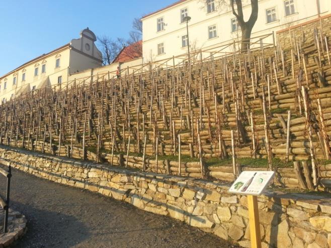 Rajskou vinici vybudovalo a obhospodařuje od roku 2010 Vinařství LAHOFER, a.s. Vinice vybudovaná na příkrém svahu, proto každý řádek má svoji malou terasu podepřenou dřevěnými kůly, což dodává vinici velice pěkný vzhled.