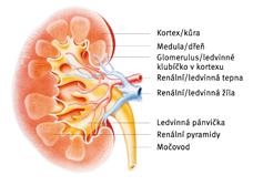 Ledviny a vyšetřovací metody u onemocnění ledvin Nemocnice Děčín Péče o pacienty v poradně pro chronické rány Nemocnice Chomutov Ledvina (latinsky ren, řecky nefros) má charakteristický tvar