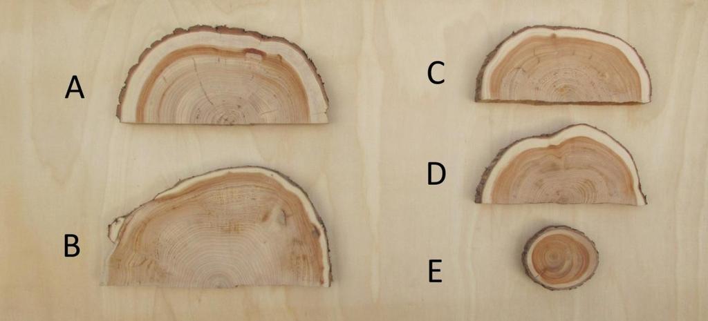 Celkem bylo získáno pět vzorníkových výřezů z různých stromů o délce asi jeden metr. Čtyři z nich pocházejí ze stromů s jedním centrálním kmenem (označeny písmeny A až D).