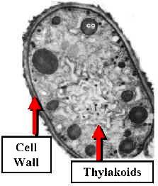 Struktura buňky - tylakoid je nejnápadnějším útvarem uvnitř buňky jsou to ploché