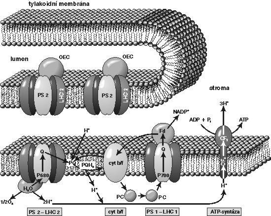 Bílkovinné komplexy tylakoidních membrán PS -chlorofylbílkovinné komplexy Pro procesy fotosyntetického transportu elektronů a fotosyntetické fosforylace (fotofosforylace) jsou tedy nezbytné čtyři