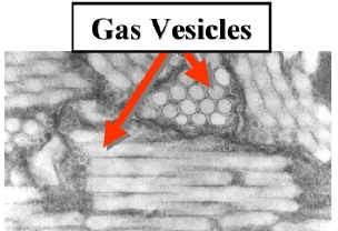 Struktura buňky - aerotopy neboli gasvezikuly.