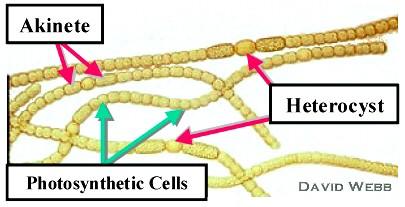 Struktura buňky - arthrospory arthrospory (akinety) - trvalé, odpočívající, tlustostěnné buňky vznikající z jedné nebo