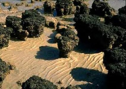 Sinice tvorba stromatolitů jedná se o víceméně hřibovité útvary,