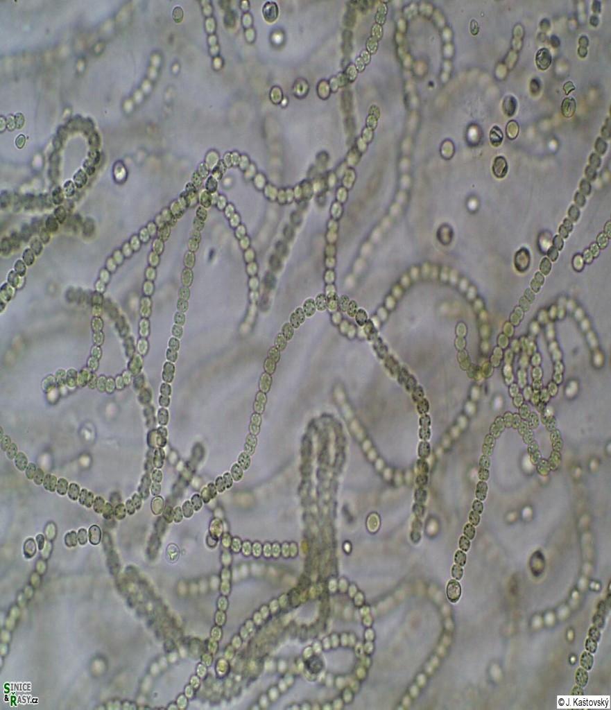 Bakterie s buněčnou stěnou gramnegativního typu heterocyty Kmen Cyanobacteria Třída Cyanobacteria Pododdělení IV.