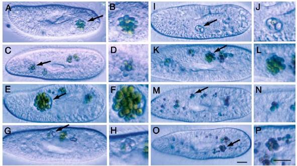 Paramecium může v cytoplasmě hostit více buněk Chlorella (50-100) Řasa poskytuje organický uhlík a kyslík Prvok jí poskytuje ochranu, pohyb, CO2 a