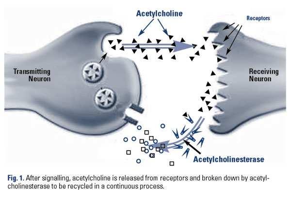 Terapie AD Symptomatická farmakoterapie A. Kognitiva 1) Inhibitory acetylcholinesterázy - donepezil - rivastigmin - galantamin 2) NMDA antagonisté - memantin - remacemid B. Nootropika C.