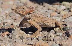 pozorujeme dva robustní štíhlé hady Masticophis fuliginosus a jednoho chřestýše Crotalus ruber. 21.