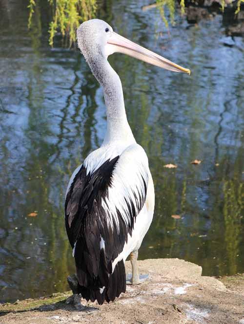 Pelikán australský (Pelecanus conspicillatus)