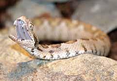 S T U D E N O K R E V N Í 2 0 1 7 C o l d - b l o o d e d a n i m a l s 2 0 1 7 Jan Konáš 18 Zmije turecká (Montivipera xanthina) je jedním z několika rozmnožených druhů v Království jedu Our