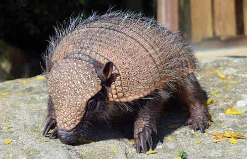 P R I M Á T I 2 0 1 7 P r i m a t e s 2 0 1 7 Mládě pásovce štětinatého (Chaetophractus villosus) The offspring of the Big Hairy Armadillo (Chaetophractus villosus) We lost our female of the Pygmy
