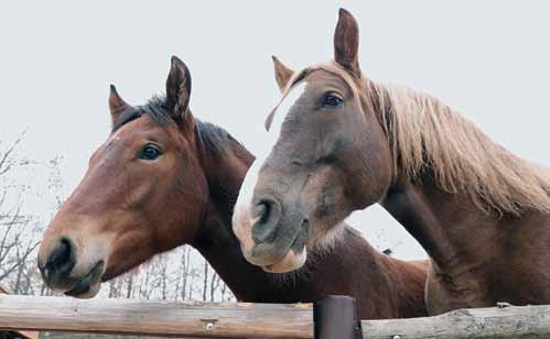 K O P Y T N Í C I 2 0 1 7 U n g u l a t e s 2 0 1 7 Českomoravský belgický kůň The Moravian Belgian Horse We had births every month in 2017.