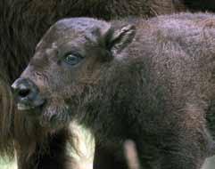female died in the spring aged almost seventeen years. We brought a new young pair from the Tierpark Berlin with hope that they would be a good base for the future breeding.