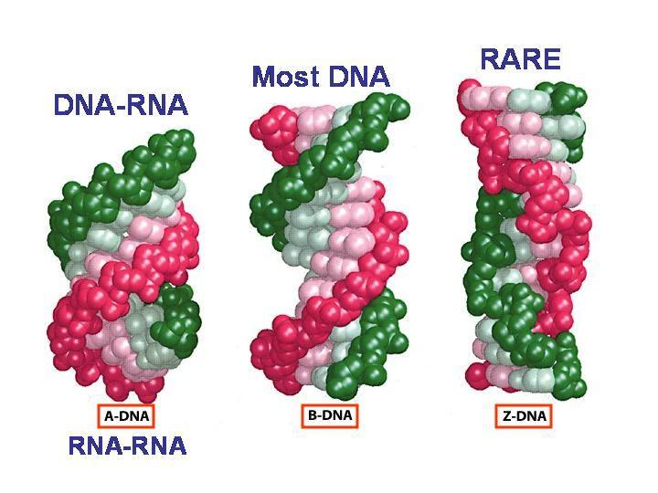 Typy DNA Biochem.