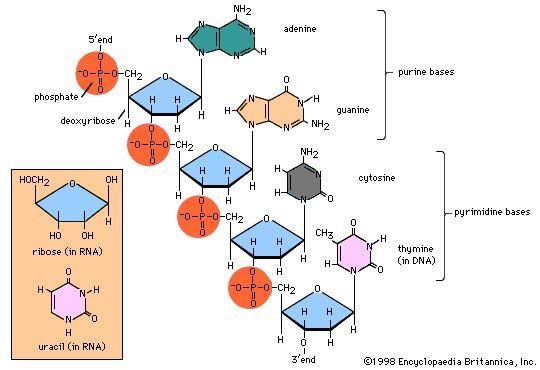 Báze N-glykosidická vazba pentóza = nukleosid + fosfát = nukleotid Adenin Adenozin