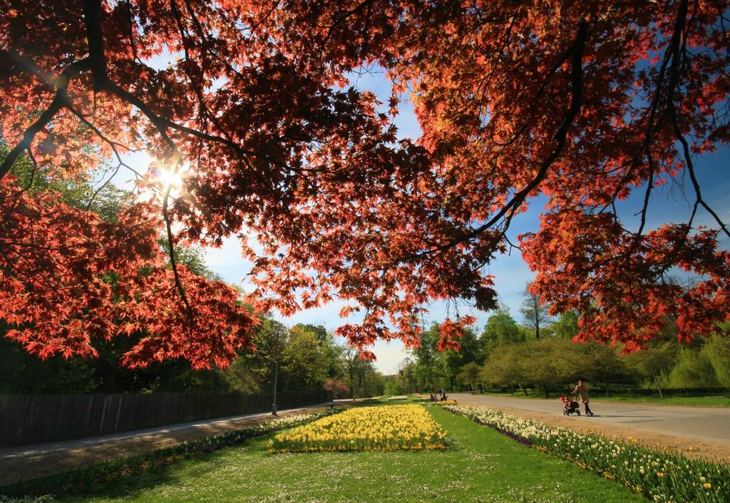 měnit lesní charakter obory. "Starý park" založen již kolem roku 1808 1811. 1804 z podnětu purkrabího hraběte Jana Rudolfa Chotka došlo ke zpřístupnění Královské obory v Ovenci pro veřejnost.