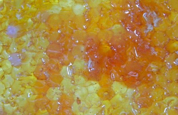 z y x w v u t s r q p o n M l k j i ch h g f e d c b a med druhový monofloral honey Sortenhonig (m) vytvářený včelami převážně z jednoho zdroje nektaru nebo medovice (z pampelišky, ovocných stromů,
