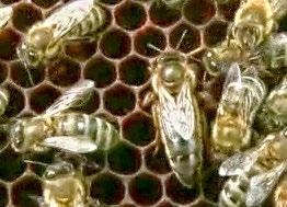 z y x w v u t s r q p o N m l k j i ch h g f e d c b a nektarodárnost nectar yield Nektarergiebigkeit (f) množství nektaru v