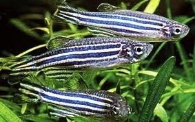 sladkovodních řas Scenedesmus subspicatus a Selenastrum capricornutum (ISO 8692; 1989) ČSN